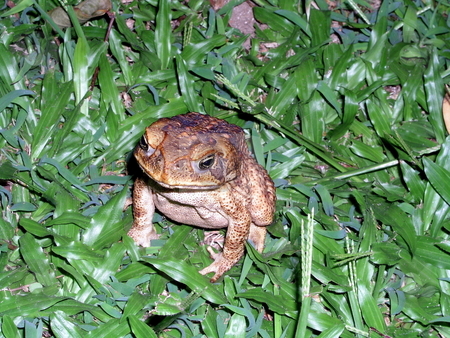 To use this stock image in your creative project, please select the size you need over to the right and click the "Add to Cart" button.
Your downloaded image will come with the Cutcaster watermark removed so don’t worry about the watermark you see on this page. Cane Toad stock photo, by Ryan Dandy