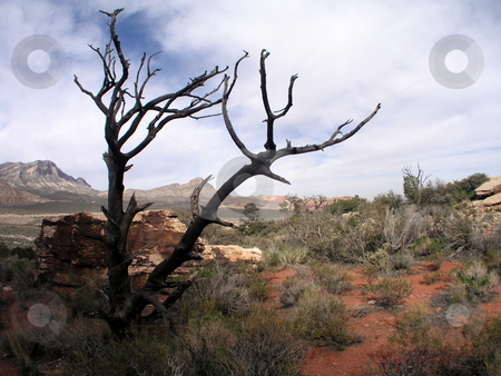 To use this stock image in your creative project, please select the size you need over to the right and click the "Add to Cart" button.
Your downloaded image will come with the Cutcaster watermark removed so don’t worry about the watermark you see on this page. Red Rock National Park stock photo, by Ryan Dandy
