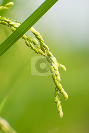 To use this stock image in your creative project, please select the size you need over to the right and click the "Add to Cart" button.
Your downloaded image will come with the Cutcaster watermark removed so don’t worry about the watermark you see on this page. Paddy rice harvest stock photo, Mature paddy rice. Rice is the main food of Asian. by Lawren