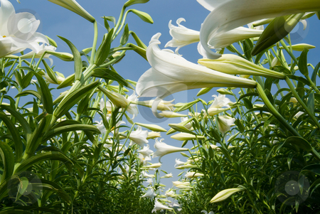 To use this stock image in your creative project, please select the size you need over to the right and click the "Add to Cart" button.
Your downloaded image will come with the Cutcaster watermark removed so don’t worry about the watermark you see on this page. White lily stock photo, White lily in the field by Lawren