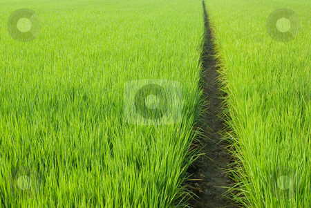 To use this stock image in your creative project, please select the size you need over to the right and click the "Add to Cart" button.
Your downloaded image will come with the Cutcaster watermark removed so don’t worry about the watermark you see on this page. Path in Green field stock photo, Green field, Asia paddy field by Lawren