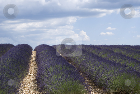 To use this stock image in your creative project, please select the size you need over to the right and click the "Add to Cart" button.
Your downloaded image will come with the Cutcaster watermark removed so don’t worry about the watermark you see on this page. Lavender field stock photo, Lavender field in the region of Provence, southern France, photographed on a summer afternoon, just after a thunderstorm. by Serge VILLA