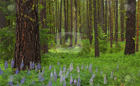 To use this stock image in your creative project, please select the size you need over to the right and click the "Add to Cart" button.
Your downloaded image will come with the Cutcaster watermark removed so don’t worry about the watermark you see on this page. Lupine Carpet stock photo, Lupine carpets the forest floor on a ridge arund the middle fork the Ahtanum by Mike Dawson