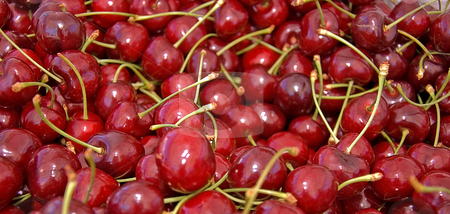 To use this stock image in your creative project, please select the size you need over to the right and click the "Add to Cart" button.
Your downloaded image will come with the Cutcaster watermark removed so don’t worry about the watermark you see on this page. Many Red, Ripe Cherries stock photo, Many large juicy red, ripe cherries with stems are in this photo. by Valerie Garner