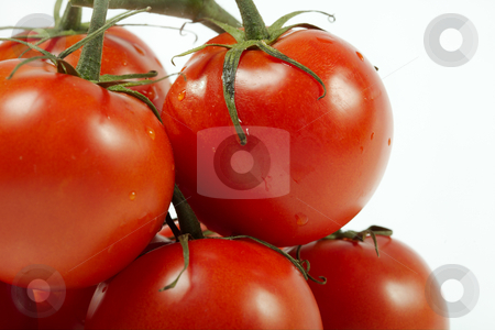 To use this stock image in your creative project, please select the size you need over to the right and click the "Add to Cart" button.
Your downloaded image will come with the Cutcaster watermark removed so don’t worry about the watermark you see on this page. Tomato stock photo, Cluster of tomatoes on a white background by Sergey Goruppa
