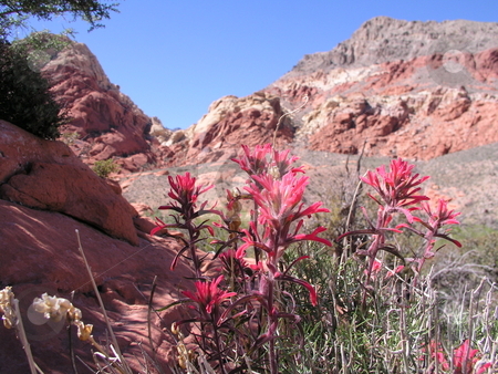To use this stock image in your creative project, please select the size you need over to the right and click the "Add to Cart" button.
Your downloaded image will come with the Cutcaster watermark removed so don’t worry about the watermark you see on this page. Red Rock National Park stock photo, by Ryan Dandy
