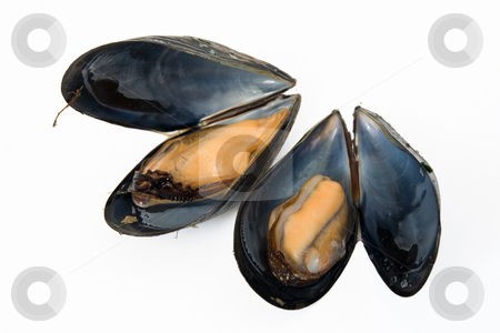 To use this stock image in your creative project, please select the size you need over to the right and click the "Add to Cart" button.
Your downloaded image will come with the Cutcaster watermark removed so don’t worry about the watermark you see on this page. Two boiled mussels stock photo, Close up of fresh boiled mussels isolated on white background by ANTONIO SCARPI