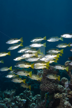 To use this stock image in your creative project, please select the size you need over to the right and click the "Add to Cart" button.
Your downloaded image will come with the Cutcaster watermark removed so don’t worry about the watermark you see on this page. A school of Ehrenberg's snapper (lutjanus ehrenbergi) stock photo, A school of Ehrenberg's snapper (lutjanus ehrenbergi),side view. Red Sea, Egypt. by Mark Doherty