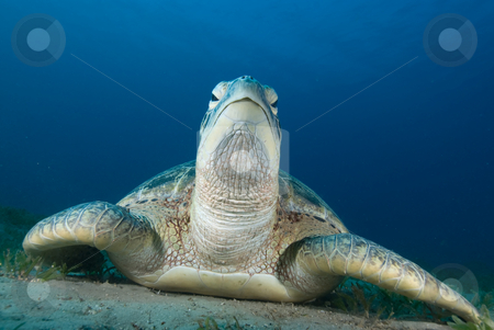 To use this stock image in your creative project, please select the size you need over to the right and click the "Add to Cart" button.
Your downloaded image will come with the Cutcaster watermark removed so don’t worry about the watermark you see on this page. Green turtle (Chelonia mydas) resting on a seagrass bed stock photo, Green turtle (Chelonia mydas) resting on a seagrass bed. Endangered,Red Sea, Egypt. by Mark Doherty