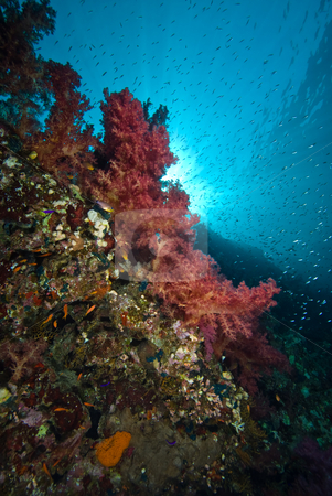 To use this stock image in your creative project, please select the size you need over to the right and click the "Add to Cart" button.
Your downloaded image will come with the Cutcaster watermark removed so don’t worry about the watermark you see on this page. Colourful soft corals with sunbeams stock photo, Colourful soft corals with sunbeams. Red Sea Egypt by Mark Doherty