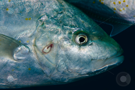 To use this stock image in your creative project, please select the size you need over to the right and click the "Add to Cart" button.
Your downloaded image will come with the Cutcaster watermark removed so don’t worry about the watermark you see on this page. A Close up side view of a Yellow-dotted trevally (Carangoides fu stock photo, A Close up side view of a Yellow-dotted trevally (Carangoides fulvoguttatus). Red Sea Egypt. by Mark Doherty