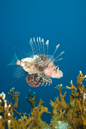 To use this stock image in your creative project, please select the size you need over to the right and click the "Add to Cart" button.
Your downloaded image will come with the Cutcaster watermark removed so don’t worry about the watermark you see on this page. A Common lionfish (Pterois miles) stock photo, A Common lionfish (Pterois miles) investigating the coral reef, side view. Red Sea, Egypt. by Mark Doherty
