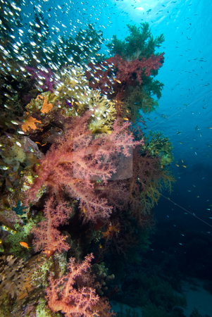 To use this stock image in your creative project, please select the size you need over to the right and click the "Add to Cart" button.
Your downloaded image will come with the Cutcaster watermark removed so don’t worry about the watermark you see on this page. Colorful tropical reef scene with floral like soft corals stock photo, Colorful tropical reef scene with floral like soft corals, Red Sea, Egypt by Mark Doherty