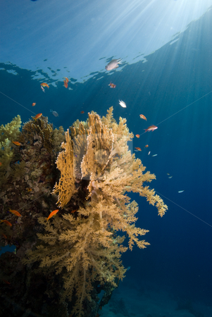 To use this stock image in your creative project, please select the size you need over to the right and click the "Add to Cart" button.
Your downloaded image will come with the Cutcaster watermark removed so don’t worry about the watermark you see on this page. Coral Reef in the early morning light stock photo, Coral Reef in the early morning light. Red Sea, Eygpt. by Mark Doherty
