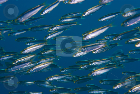 To use this stock image in your creative project, please select the size you need over to the right and click the "Add to Cart" button.
Your downloaded image will come with the Cutcaster watermark removed so don’t worry about the watermark you see on this page. A school or shoal of Yellow-band fusilier stock photo, A school or shoal of Yellow-band fusilier (Pterocaesio chrysozona). Red Sea Egypt. by Mark Doherty