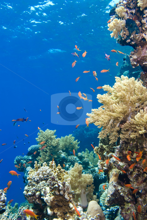 To use this stock image in your creative project, please select the size you need over to the right and click the "Add to Cart" button.
Your downloaded image will come with the Cutcaster watermark removed so don’t worry about the watermark you see on this page. Colorful tropical reef, Red Sea, Egypt stock photo, Colorful tropical reef, Red Sea, Egypt by Mark Doherty