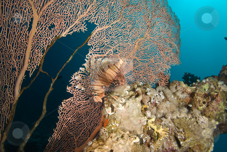 To use this stock image in your creative project, please select the size you need over to the right and click the "Add to Cart" button.
Your downloaded image will come with the Cutcaster watermark removed so don’t worry about the watermark you see on this page. A partially diseased Sea Fan (Annella mollis) and Common lionfis stock photo, A partially diseased Sea Fan (Annella mollis) and Common lionfish (Pterois miles) investigating the coral reef, side view. Red Sea, Egypt. by Mark Doherty
