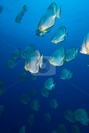 To use this stock image in your creative project, please select the size you need over to the right and click the "Add to Cart" button.
Your downloaded image will come with the Cutcaster watermark removed so don’t worry about the watermark you see on this page. A School of Circular batfish (Platax orbicularis) stock photo, Circular batfish (Platax orbicularis) in a school, low angle view. Red Sea Egypt. by Mark Doherty