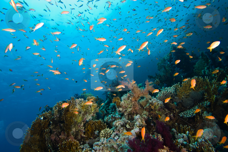 To use this stock image in your creative project, please select the size you need over to the right and click the "Add to Cart" button.
Your downloaded image will come with the Cutcaster watermark removed so don’t worry about the watermark you see on this page. Colorful tropical reef, Red Sea, Egypt stock photo, Colorful tropical reef, Red Sea, Egypt by Mark Doherty