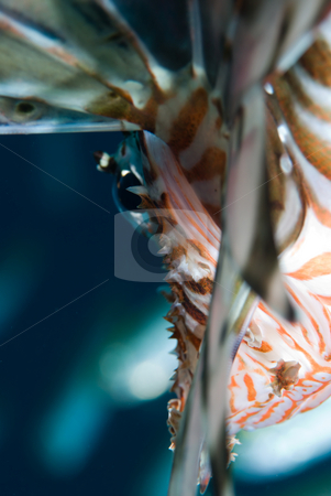 To use this stock image in your creative project, please select the size you need over to the right and click the "Add to Cart" button.
Your downloaded image will come with the Cutcaster watermark removed so don’t worry about the watermark you see on this page. A close up side view of an adult Common lionfish (Pterois miles) stock photo, A close up side view of an adult Common lionfish (Pterois miles). Red Sea, Egypt. by Mark Doherty
