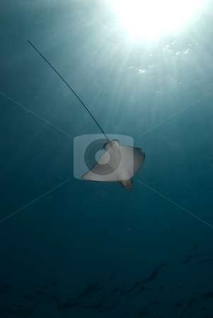 To use this stock image in your creative project, please select the size you need over to the right and click the "Add to Cart" button.
Your downloaded image will come with the Cutcaster watermark removed so don’t worry about the watermark you see on this page. Spotted eagle ray (Aetobatis narinari) stock photo, Spotted eagle ray (Aetobatis narinari) and sunbeams. Red Sea, Egypt. by Mark Doherty