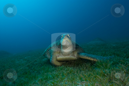 To use this stock image in your creative project, please select the size you need over to the right and click the "Add to Cart" button.
Your downloaded image will come with the Cutcaster watermark removed so don’t worry about the watermark you see on this page. Green turtle (Chelonia mydas) resting on a seagrass bed stock photo, Green turtle (Chelonia mydas) resting on a seagrass bed. Endangered,Red Sea, Egypt. by Mark Doherty