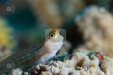 To use this stock image in your creative project, please select the size you need over to the right and click the "Add to Cart" button.
Your downloaded image will come with the Cutcaster watermark removed so don’t worry about the watermark you see on this page. Red Sea combtooth blenny (Ecsenius dentex), side view stock photo, Red Sea combtooth blenny (Ecsenius dentex), side view. Red Sea, Egypt. by Mark Doherty