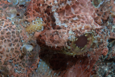 To use this stock image in your creative project, please select the size you need over to the right and click the "Add to Cart" button.
Your downloaded image will come with the Cutcaster watermark removed so don’t worry about the watermark you see on this page. Close up detail of the mouth of a Flathead scorpionfish stock photo, Close up detail of the eye of a Flathead scorpionfish (Scorpaenopsis oxycephalus). Na'ama Bay, Red Sea, Sharm El Sheikh, South Sinai, Red Sea, Egypt by Mark Doherty