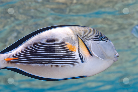 To use this stock image in your creative project, please select the size you need over to the right and click the "Add to Cart" button.
Your downloaded image will come with the Cutcaster watermark removed so don’t worry about the watermark you see on this page. Arabian surgeonfish (Acanthurus sohal) stock photo, Arabian surgeonfish (Acanthurus sohal) in shallow water. Red Sea, Egypt by Mark Doherty