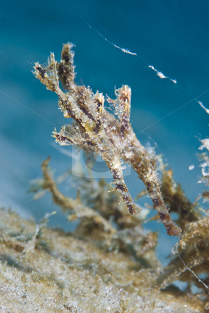To use this stock image in your creative project, please select the size you need over to the right and click the "Add to Cart" button.
Your downloaded image will come with the Cutcaster watermark removed so don’t worry about the watermark you see on this page. Fuzzy Ghost Pipefish (Solenostomus sp) stock photo, Fuzzy Ghost Pipefish (Solenostomus sp) disguised as seaweed , Side view, rare animal. Red Sea, Egypt. by Mark Doherty