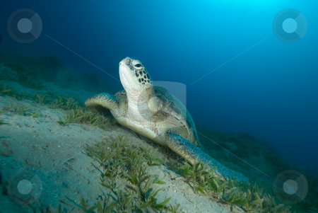 To use this stock image in your creative project, please select the size you need over to the right and click the "Add to Cart" button.
Your downloaded image will come with the Cutcaster watermark removed so don’t worry about the watermark you see on this page. Green turtle (Chelonia mydas) resting on a seagrass bed stock photo, Green turtle (Chelonia mydas) resting on a seagrass bed. Endangered,Red Sea, Egypt. by Mark Doherty