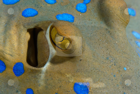 To use this stock image in your creative project, please select the size you need over to the right and click the "Add to Cart" button.
Your downloaded image will come with the Cutcaster watermark removed so don’t worry about the watermark you see on this page. Bluespotted stingray (Taeniura lymma) stock photo, Bluespotted stingray (Taeniura lymma) close up showing the vivid blue spots and eye. Red Sea, Egypt. by Mark Doherty