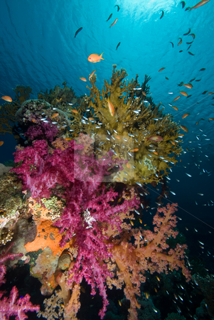 To use this stock image in your creative project, please select the size you need over to the right and click the "Add to Cart" button.
Your downloaded image will come with the Cutcaster watermark removed so don’t worry about the watermark you see on this page. Colorful tropical reef scene with floral like soft corals stock photo, Colorful tropical reef scene with floral like soft corals, Red Sea, Egypt by Mark Doherty