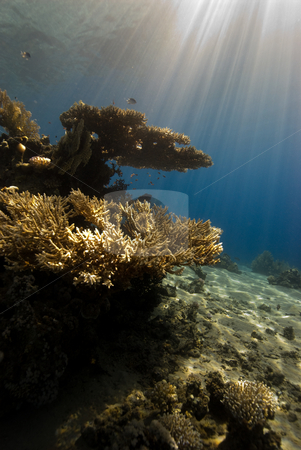 To use this stock image in your creative project, please select the size you need over to the right and click the "Add to Cart" button.
Your downloaded image will come with the Cutcaster watermark removed so don’t worry about the watermark you see on this page. A natural light shot of a Coral Reef stock photo, A natural light shot of a Coral Reef in the early morning light with Sun Rays. Red Sea, Eygpt. by Mark Doherty