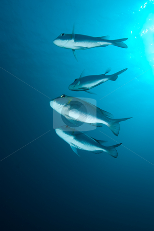 To use this stock image in your creative project, please select the size you need over to the right and click the "Add to Cart" button.
Your downloaded image will come with the Cutcaster watermark removed so don’t worry about the watermark you see on this page. A small school or shoal of Bigeye emperor (Monotaxis grandoculis stock photo, A small school or shoal of Bigeye emperor (Monotaxis grandoculis), Red Sea, Egypt by Mark Doherty