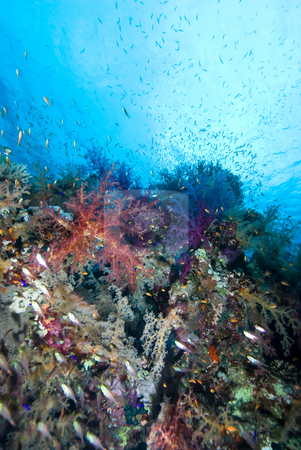 To use this stock image in your creative project, please select the size you need over to the right and click the "Add to Cart" button.
Your downloaded image will come with the Cutcaster watermark removed so don’t worry about the watermark you see on this page. Colorful tropical reef scene stock photo, Colorful tropical reef scene, Red Sea, Egypt by Mark Doherty