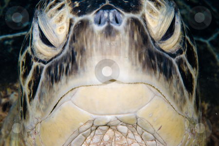 To use this stock image in your creative project, please select the size you need over to the right and click the "Add to Cart" button.
Your downloaded image will come with the Cutcaster watermark removed so don’t worry about the watermark you see on this page. A Male Green turtle (Chelonia mydas) stock photo, A Male Green turtle (Chelonia mydas) looking like it is falling asleep. Endangered, Red Sea Egypt. by Mark Doherty