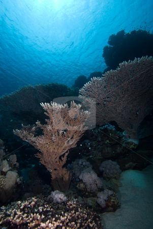 To use this stock image in your creative project, please select the size you need over to the right and click the "Add to Cart" button.
Your downloaded image will come with the Cutcaster watermark removed so don’t worry about the watermark you see on this page. Low angle view of Table Corals (Acropora pharaonis) stock photo, Low angle view of Table Corals (Acropora pharaonis). Red Sea, Egypt. by Mark Doherty