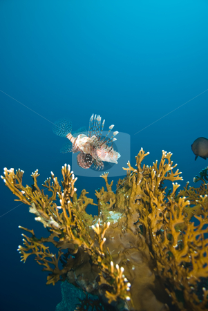 To use this stock image in your creative project, please select the size you need over to the right and click the "Add to Cart" button.
Your downloaded image will come with the Cutcaster watermark removed so don’t worry about the watermark you see on this page. A Common lionfish (Pterois miles) stock photo, A Common lionfish (Pterois miles) investigating the coral reef, side view. Red Sea, Egypt. by Mark Doherty