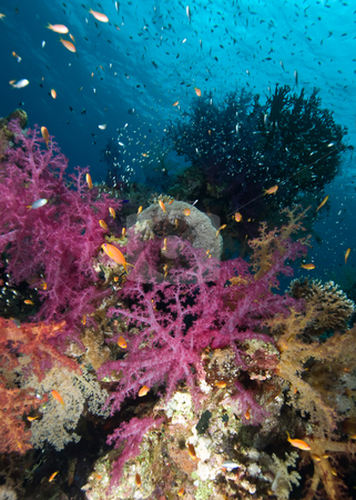 To use this stock image in your creative project, please select the size you need over to the right and click the "Add to Cart" button.
Your downloaded image will come with the Cutcaster watermark removed so don’t worry about the watermark you see on this page. Colorful tropical reef scene stock photo, Colorful tropical reef scene, Red Sea, Egypt by Mark Doherty