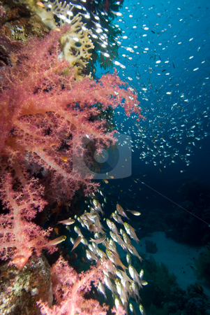 To use this stock image in your creative project, please select the size you need over to the right and click the "Add to Cart" button.
Your downloaded image will come with the Cutcaster watermark removed so don’t worry about the watermark you see on this page. Colorful tropical reef scene with floral like soft corals stock photo, Colorful tropical reef scene with floral like soft corals, Red Sea, Egypt by Mark Doherty