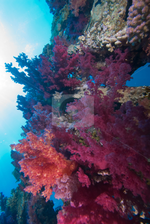To use this stock image in your creative project, please select the size you need over to the right and click the "Add to Cart" button.
Your downloaded image will come with the Cutcaster watermark removed so don’t worry about the watermark you see on this page. Vibrant Purple Broccoli coral (Dendronephthya klunzingeri) stock photo, Vibrant Purple Broccoli coral (Dendronephthya klunzingeri) growing on an artificial reef. Red Sea, Egypt. by Mark Doherty