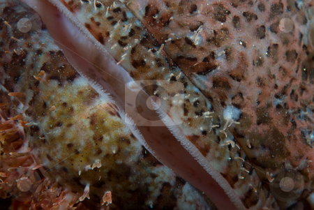 To use this stock image in your creative project, please select the size you need over to the right and click the "Add to Cart" button.
Your downloaded image will come with the Cutcaster watermark removed so don’t worry about the watermark you see on this page. Close up detail of the mouth of a Flathead scorpionfish stock photo, Close up detail of the mouth of a Flathead scorpionfish (Scorpaenopsis oxycephalus). Na'ama Bay, Red Sea, Sharm El Sheikh, South Sinai, Red Sea, Egypt by Mark Doherty