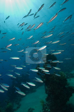 To use this stock image in your creative project, please select the size you need over to the right and click the "Add to Cart" button.
Your downloaded image will come with the Cutcaster watermark removed so don’t worry about the watermark you see on this page. A school Red Sea fusilier stock photo, A school Red Sea fusilier (Caesio suevica). Red Sea, Egypt. by Mark Doherty