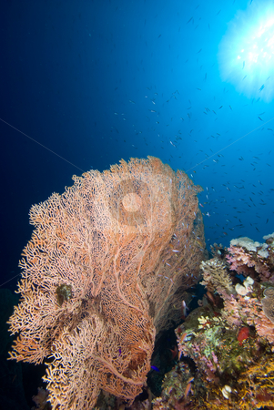 To use this stock image in your creative project, please select the size you need over to the right and click the "Add to Cart" button.
Your downloaded image will come with the Cutcaster watermark removed so don’t worry about the watermark you see on this page. Giant sea fan (Annella mollis) stock photo, Giant sea fan (Annella mollis) with blue background. Red Sea Egypt by Mark Doherty