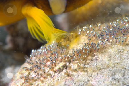 To use this stock image in your creative project, please select the size you need over to the right and click the "Add to Cart" button.
Your downloaded image will come with the Cutcaster watermark removed so don’t worry about the watermark you see on this page. An adult Red Sea anemonefish fanning its' eggs stock photo, An adult Red Sea anemonefish fanning its' eggs (Amphiprion bicinctus). by Mark Doherty