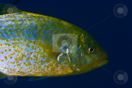 To use this stock image in your creative project, please select the size you need over to the right and click the "Add to Cart" button.
Your downloaded image will come with the Cutcaster watermark removed so don’t worry about the watermark you see on this page. A side view of a Yellow-dotted trevally (Carangoides fulvoguttat stock photo, A side view of a Yellow-dotted trevally (Carangoides fulvoguttatus) shown here with it's juvenile colouring. Red Sea Egypt. by Mark Doherty