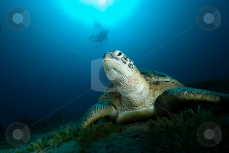 To use this stock image in your creative project, please select the size you need over to the right and click the "Add to Cart" button.
Your downloaded image will come with the Cutcaster watermark removed so don’t worry about the watermark you see on this page. Green turtle (Chelonia mydas) resting on a seagrass bed stock photo, Green turtle (Chelonia mydas) resting on a seagrass bed. Endangered,Red Sea, Egypt. by Mark Doherty