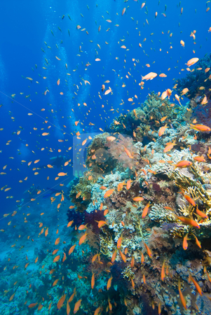 To use this stock image in your creative project, please select the size you need over to the right and click the "Add to Cart" button.
Your downloaded image will come with the Cutcaster watermark removed so don’t worry about the watermark you see on this page. Colorful tropical reef, Red Sea, Egypt stock photo, Colorful tropical reef, Red Sea, Egypt by Mark Doherty