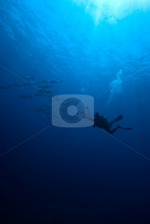 To use this stock image in your creative project, please select the size you need over to the right and click the "Add to Cart" button.
Your downloaded image will come with the Cutcaster watermark removed so don’t worry about the watermark you see on this page. An underwater photographer stock photo, An underwater photographer an a small school of fish by Mark Doherty